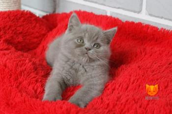 Lukas MeowClub *BY